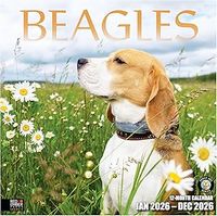 Beagles 2026 Calendar
