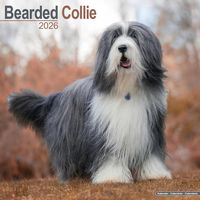 Bearded Collie 2026 Calendar
