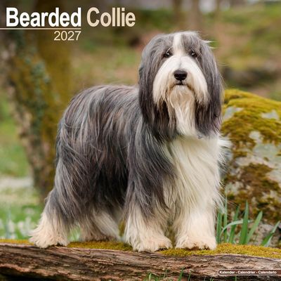 Bearded Collie 2026 Calendar