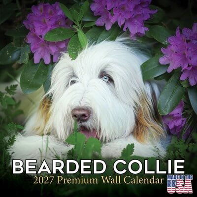 Bearded Collies 2027 Calendar