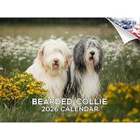 Bearded Collie 2026 Calendar