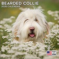 Bearded Collie 2026 Calendar