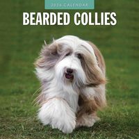 Bearded Collie 2026 Calendar