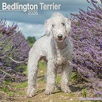 Bedlington Terrier 2026 Calendar