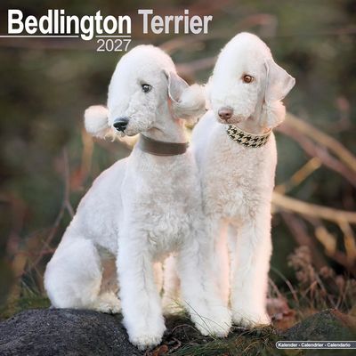 Bedlington Terrier 2027 Calendar