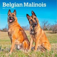 Belgian Malinois 2026 Wall Calendar