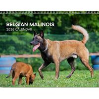 Belgian Malinois 2026 Wall Calendar