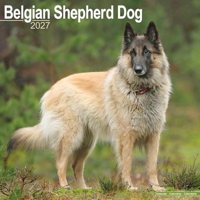 Belgian Shepherd 2027 Wall Calendar
