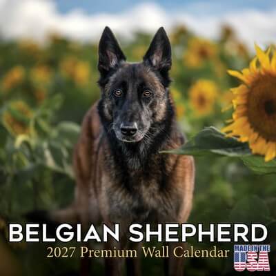 Belgian Shepherd 2027 Wall Calendar