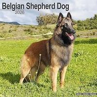 Belgian Shepherd 2026 Wall Calendar