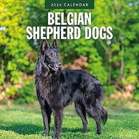 Belgian Shepherd 2026 Wall Calendar