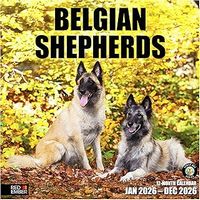 Belgian Shepherd 2026 Wall Calendar