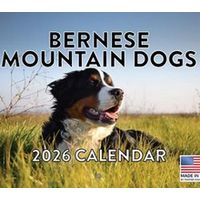 Bernese Mountain Dogs 2026 Calendar