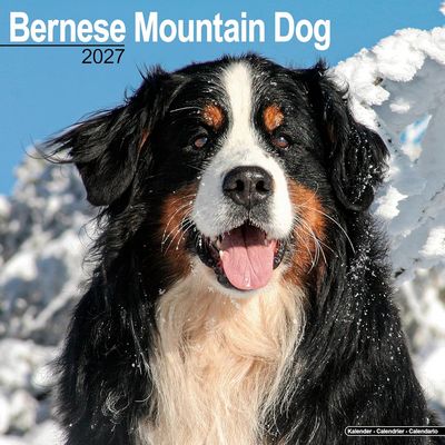 Bernese Mountain Dogs 2027 Calendar