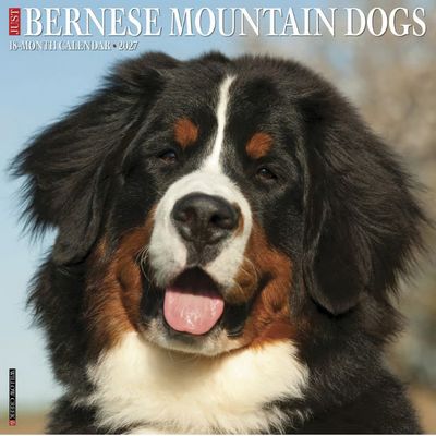 Bernese Mountain Dogs 2027 Calendar