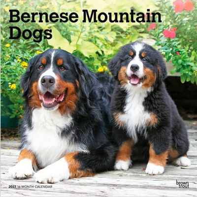 Bernese Mountain Dogs 2027 Calendar