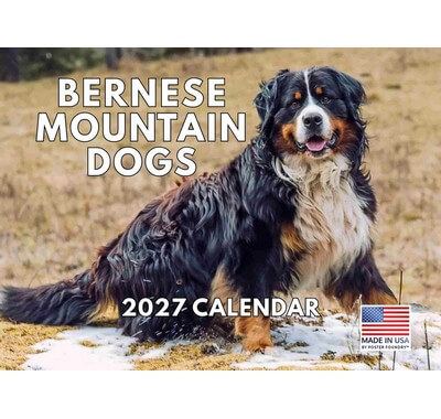 Bernese Mountain Dogs 2027 Calendar