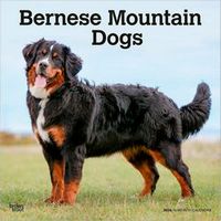 Bernese Mountain Dogs 2026 Calendar