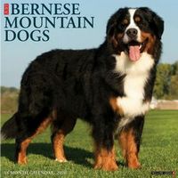Bernese Mountain Dogs 2026 Calendar
