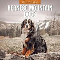 Bernese Mountain Dogs 2026 Calendar