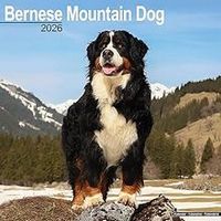 Bernese Mountain Dogs 2026 Wall Calendar