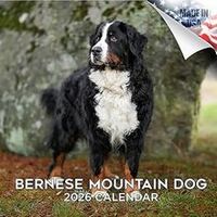 Bernese Mountain Dogs 2026 Wall Calendar