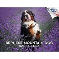 Bernese Mountain Dogs 2026 Calendar