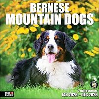 Bernese Mountain Dogs 2026 Calendar