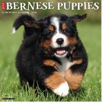 Bernese Puppies 2026 Calendar