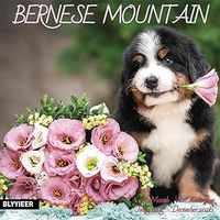 Bernese Mountain Dog 2026 Calendar