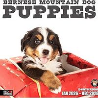 Bernese Mountain Dog Puppies 2026 Wall Calendar