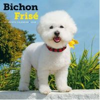 Bichon Frise 2026 Wall Calendar