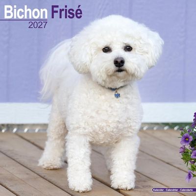 Bichon Frise 2027 Wall Calendar