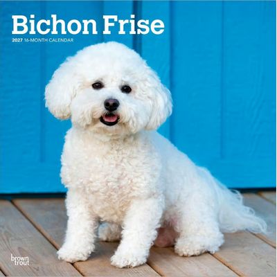 Bichon Frise 2027 Wall Calendar