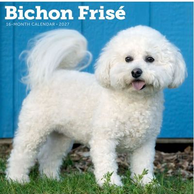 Bichon Frise 2027 Wall Calendar