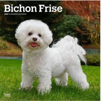 Bichon Frise 2026 Calendar