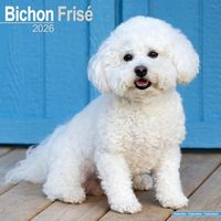 Bichon Frise 2026 Wall Calendar