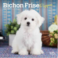 Bichon Frise Puppies 2026 Calendar