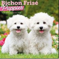 Bichon Frise Puppies 2026 Calendar