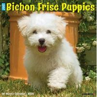 Just Bichon Frise Puppies 2026 Calendar