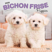 Bichon Frise Puppies 2026 Calendar