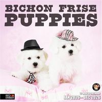 Bichon Frise Puppies 2026 Wall Calendar