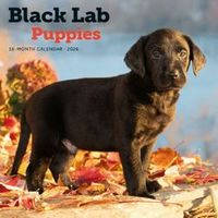 Black Lab Puppies 2026 Calendar