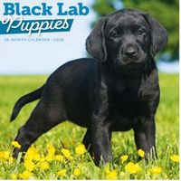 Black Lab Puppies 2026 Calendar