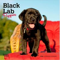 Black Lab Puppies 2026 Calendar