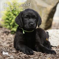 Black Lab Puppies 2026 Calendar
