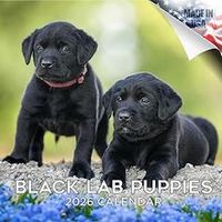 Black Lab Puppies 2026 Calendar
