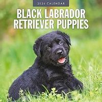 Black Lab Puppies 2026 Calendar