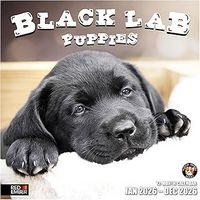 Black Lab Puppies 2026 Calendar