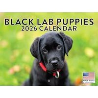 Black Lab Puppies 2026 Calendar